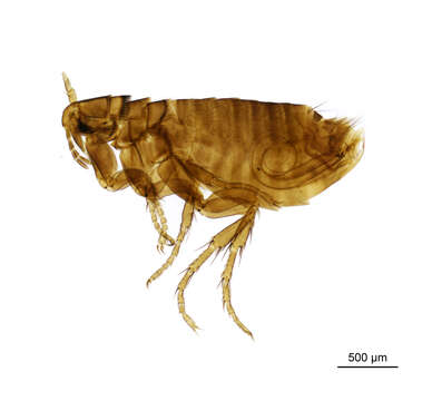 Image of Ceratophyllus rossittensis Dampf 1913