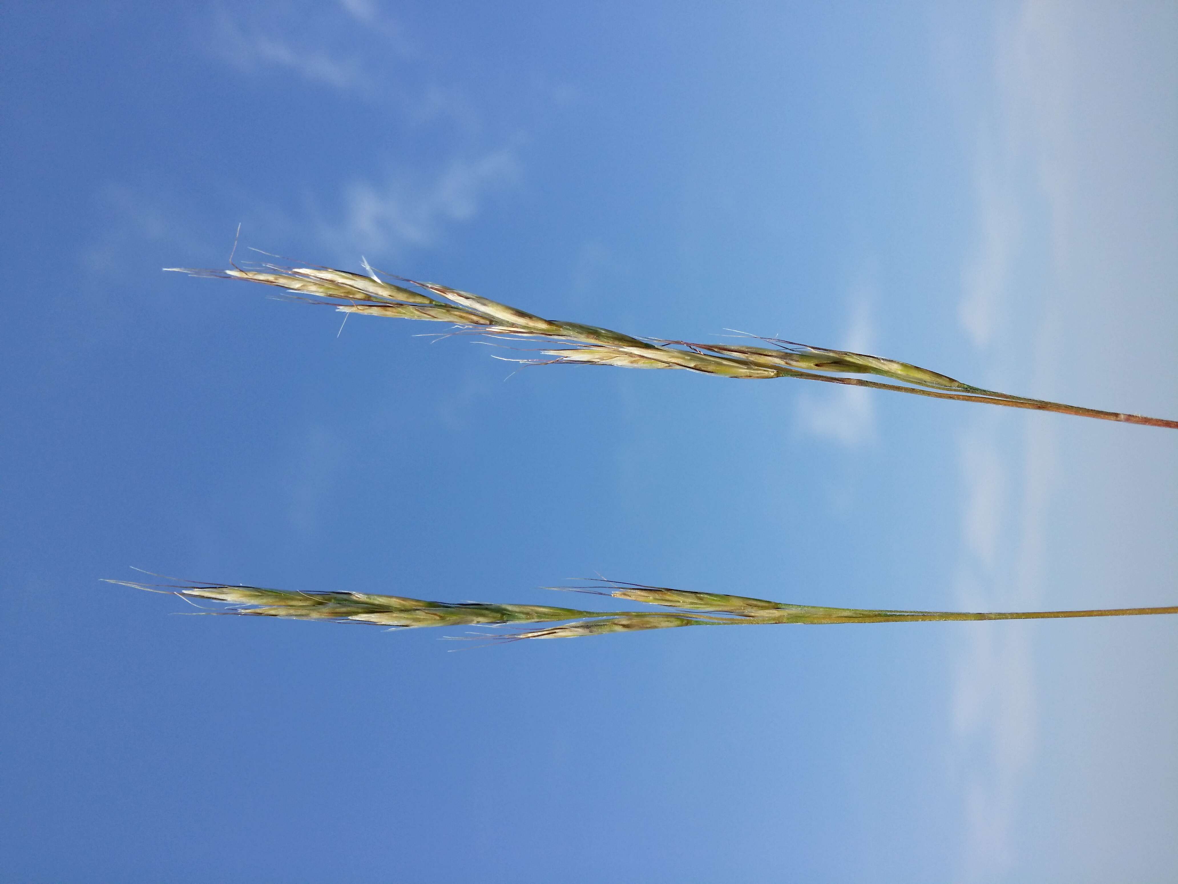 Plancia ëd Helictochloa pratensis (L.) Romero Zarco