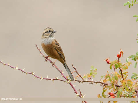 Image of European Rock Bunting