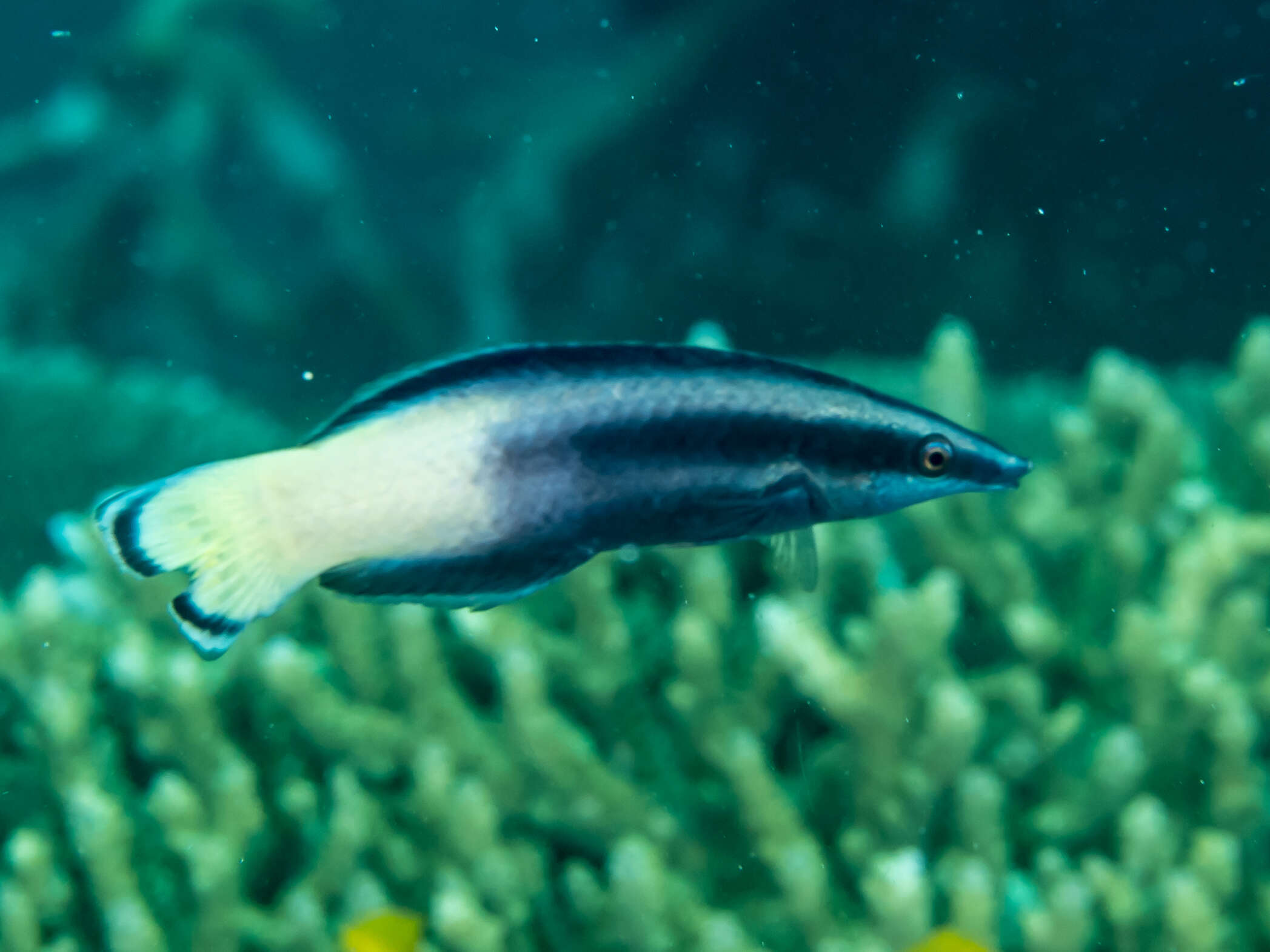 Image of Bicolor Cleaner Wrasse