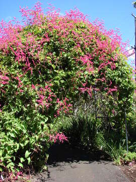 Image of antigonon