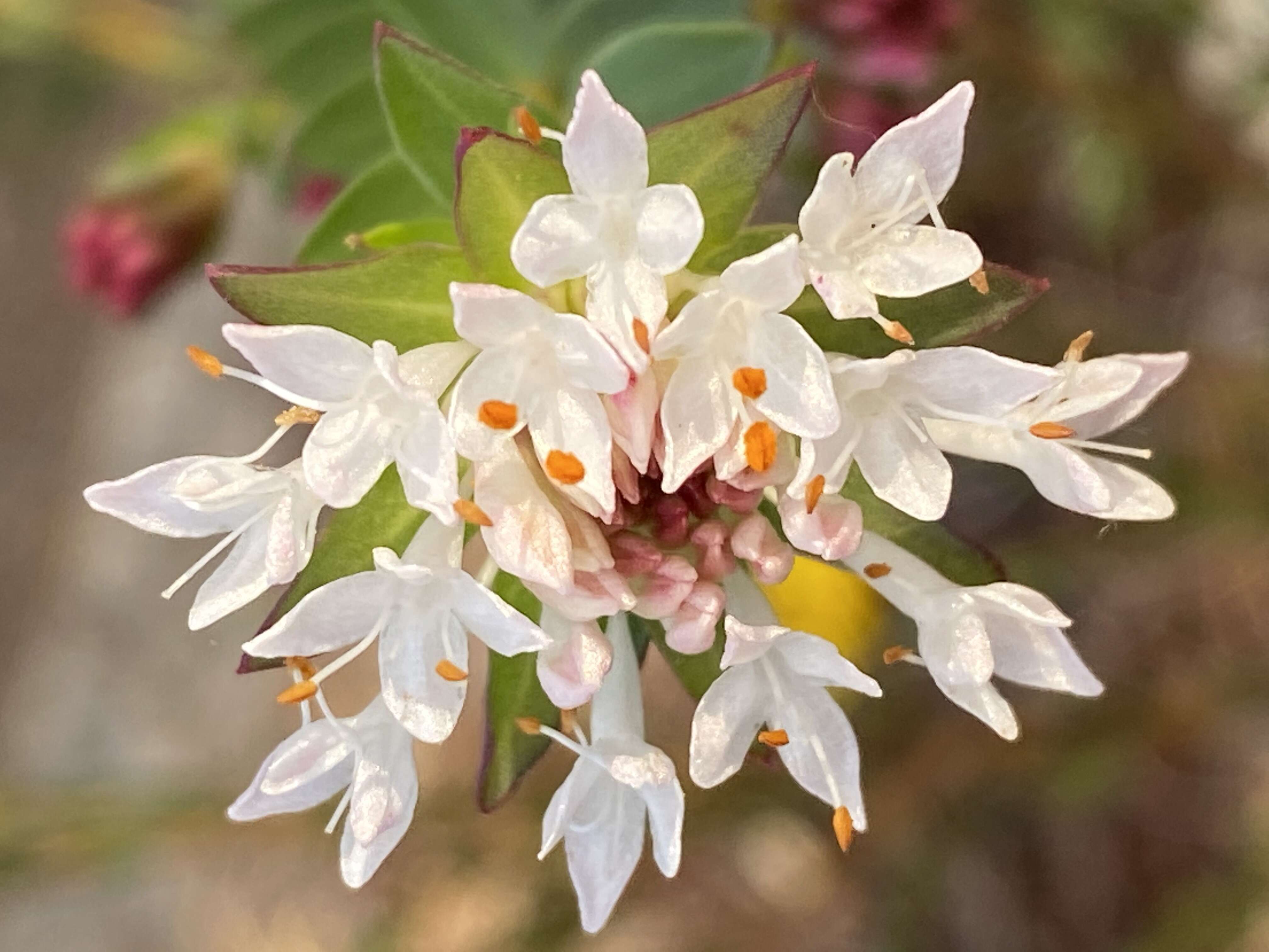 Image of Pimelea ciliata B. L. Rye