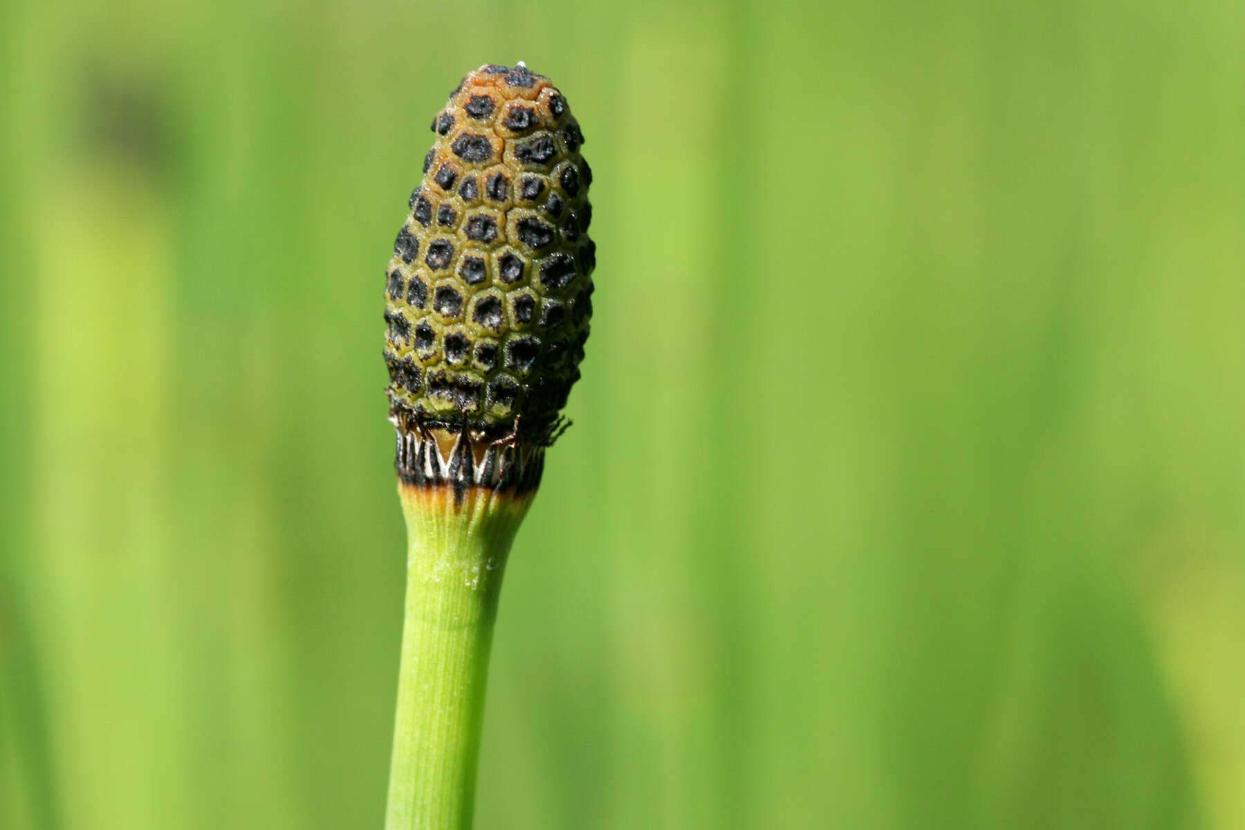 Image of smooth horsetail