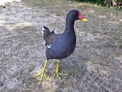 Image of Common Moorhen