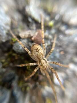 Image of Anyphaena accentuata (Walckenaer 1802)