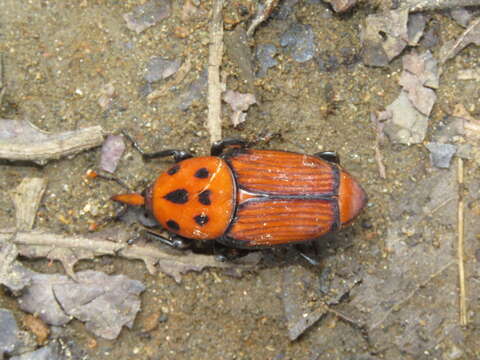 Image of Red palm weevil