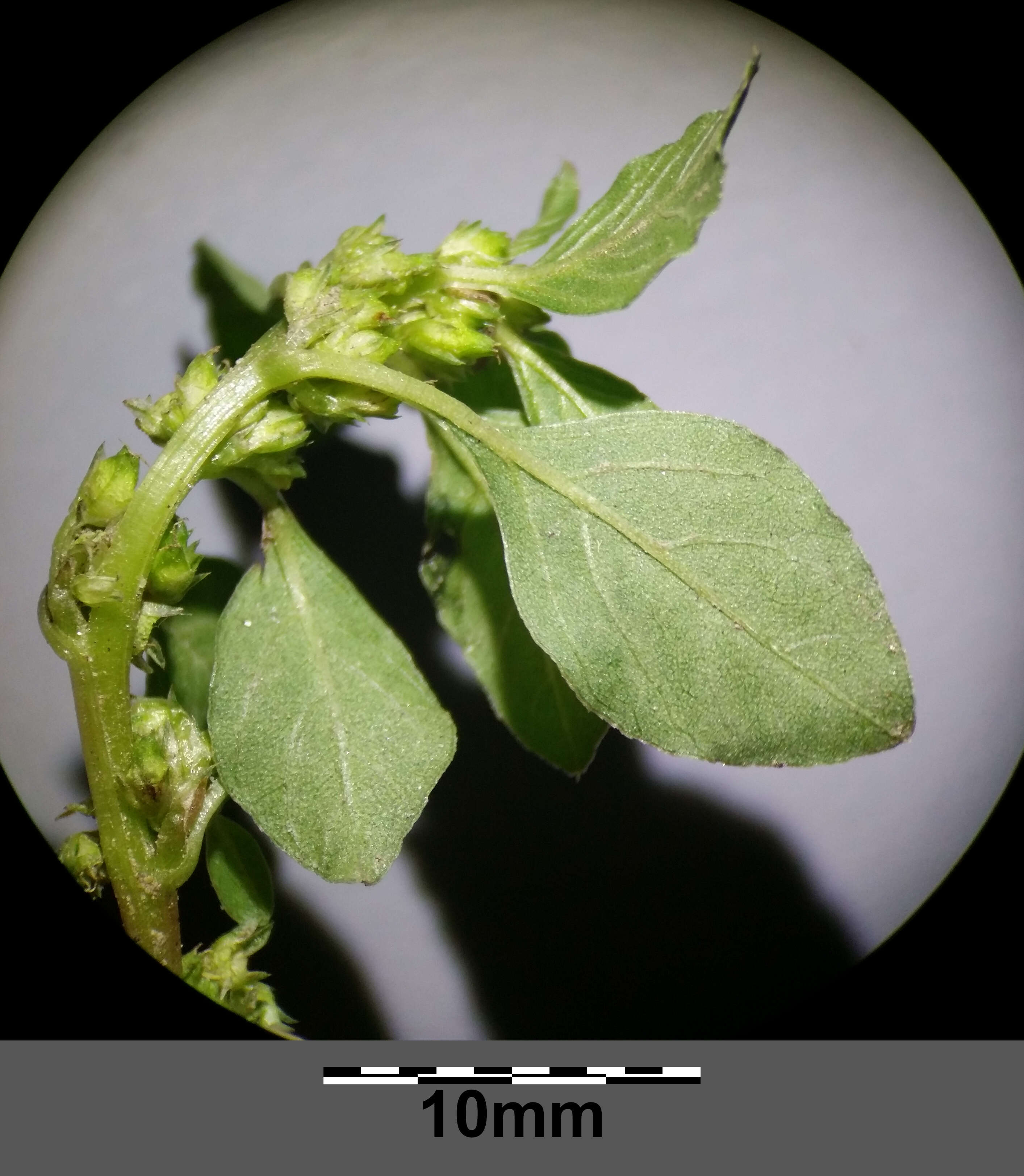 Image of Mediterranean Amaranth