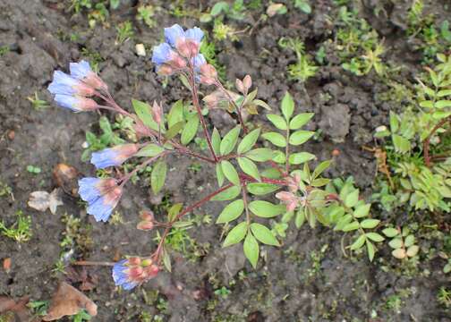 Image of Greek valerian