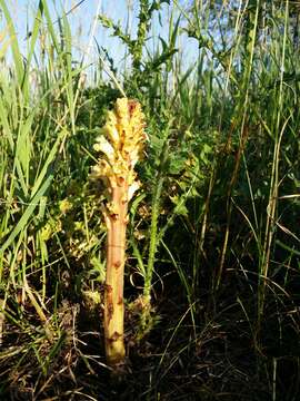 Imagem de Orobanche reticulata Wallr.