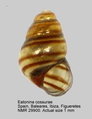 Image of Eatonina cossurae (Calcara 1841)