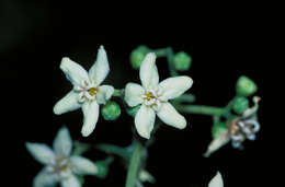 Image of Flindersia bourjotiana F. Müll.