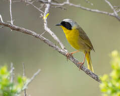 Geothlypis trichas (Linnaeus 1766) resmi