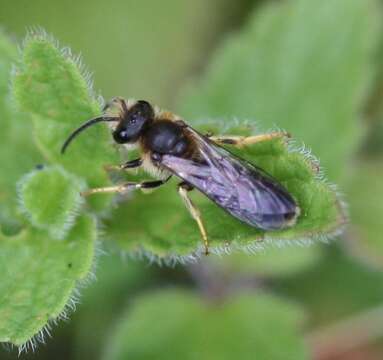 Image of Orange-legged furrow bee