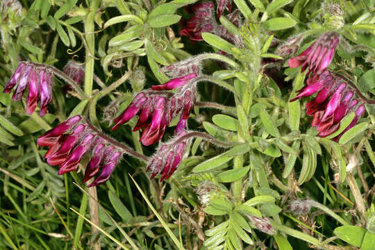 Image of reddish tufted vetch