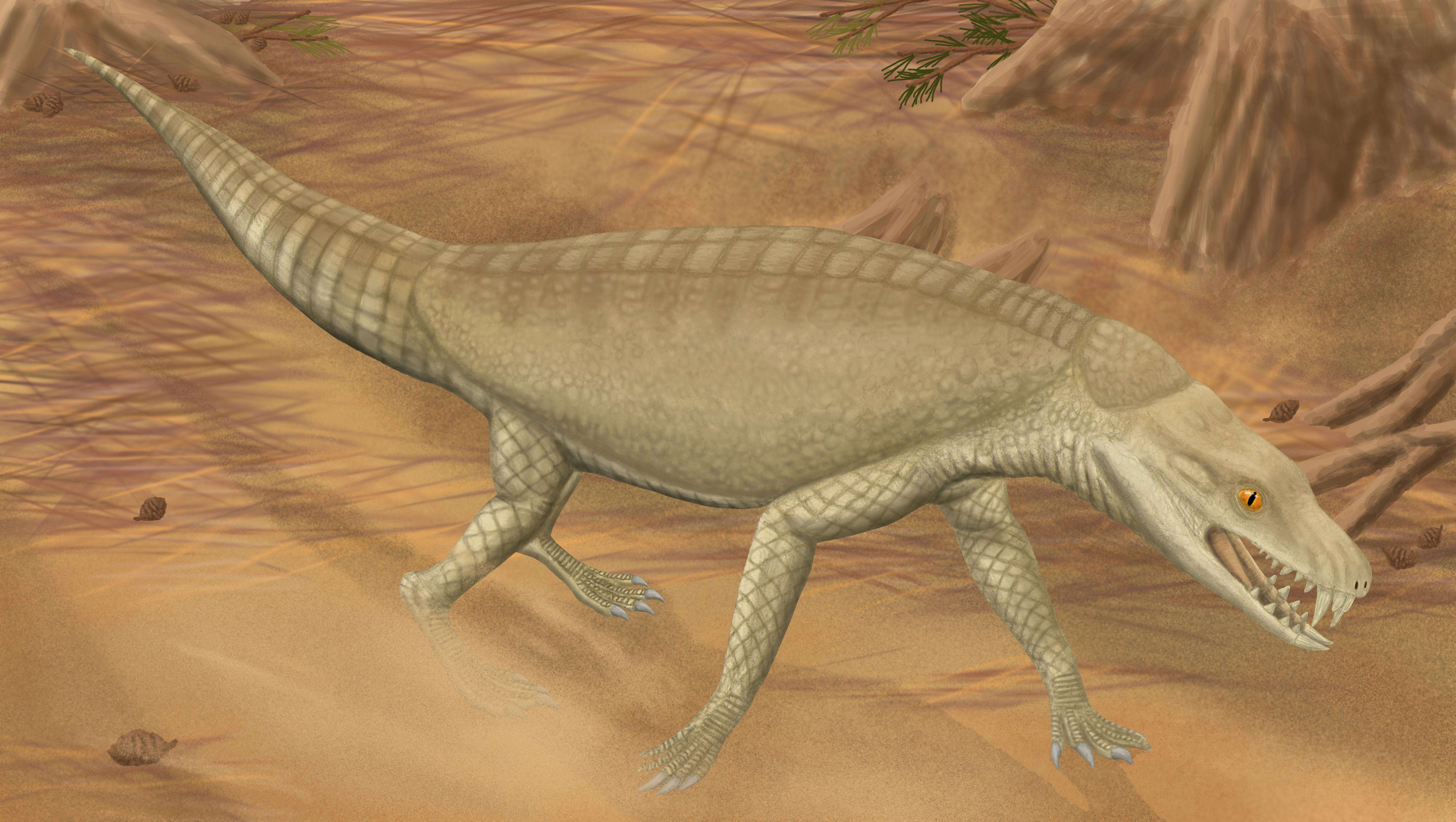 Image of Sphagesauridae
