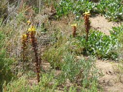 Image of Cistanche phelypaea