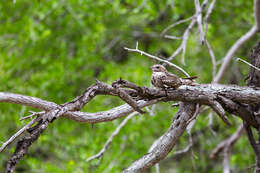 Image of Lesser Nighthawk