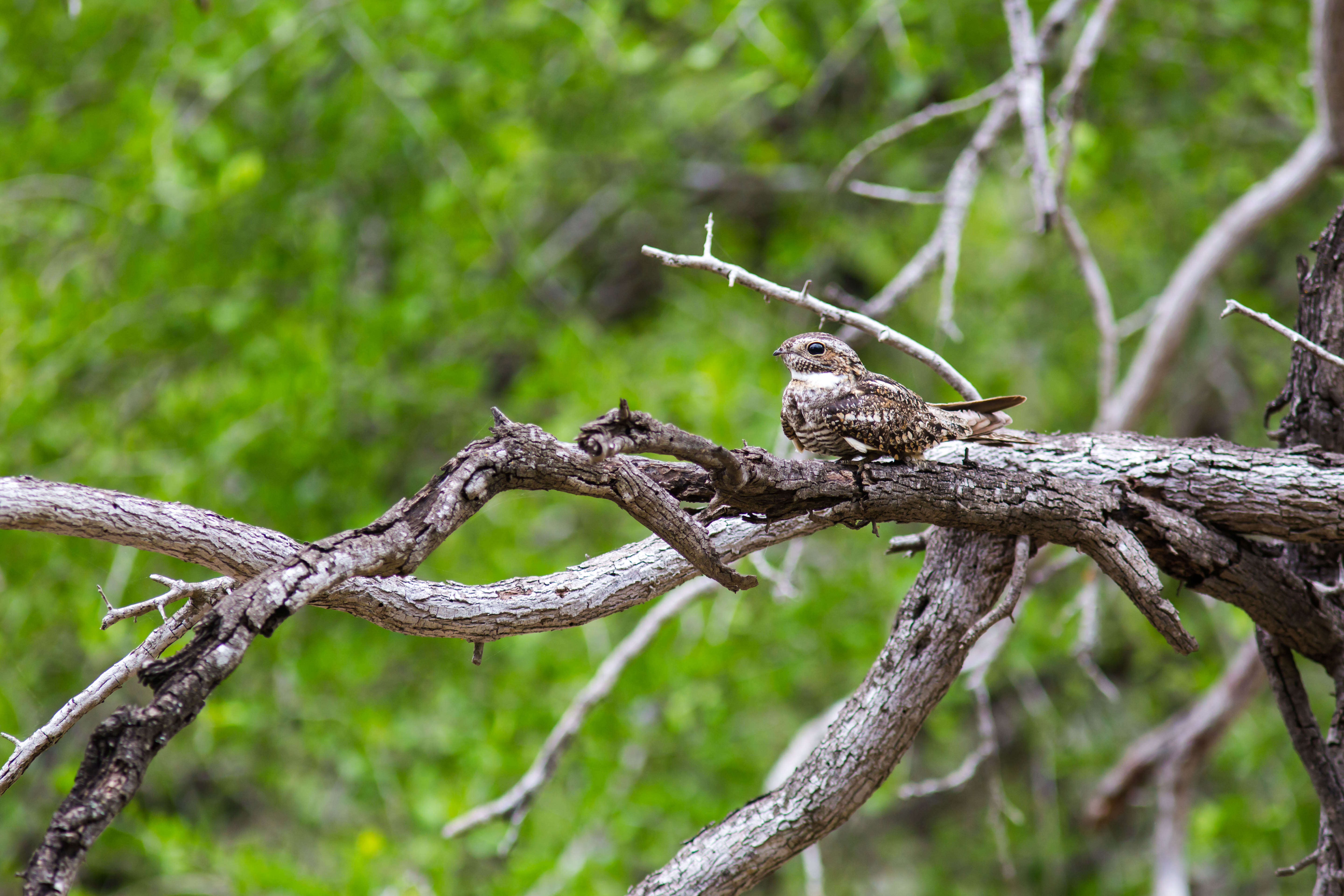 Image of Lesser Nighthawk