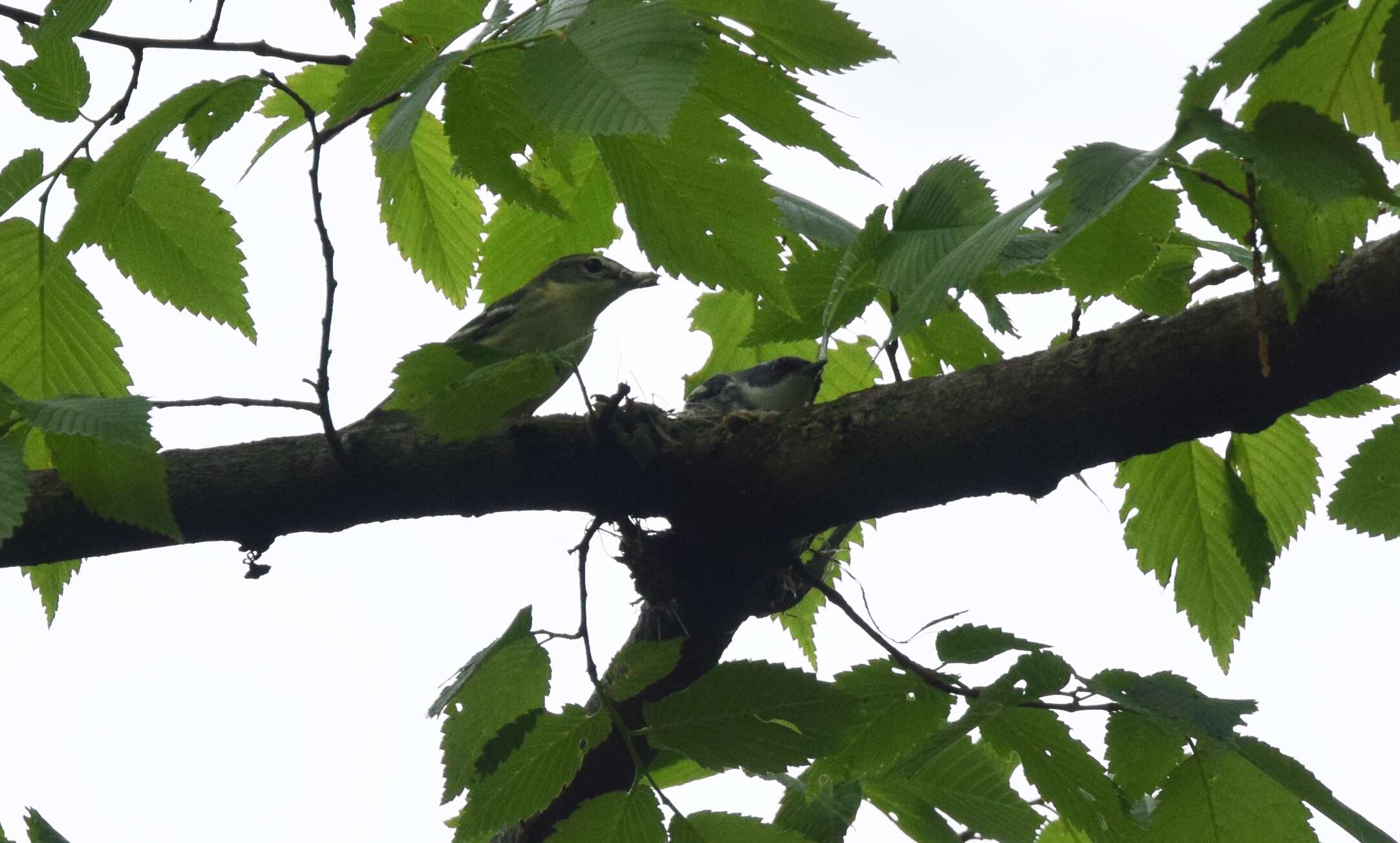 Image of Cerulean Warbler