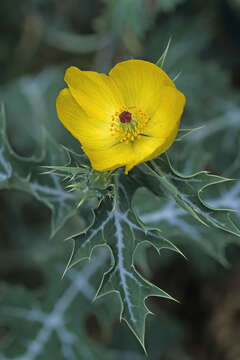 Image of Mexican pricklypoppy