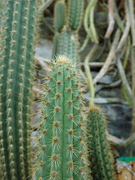 Image of Weberbauerocereus weberbaueri (K. Schum.) Backeb.