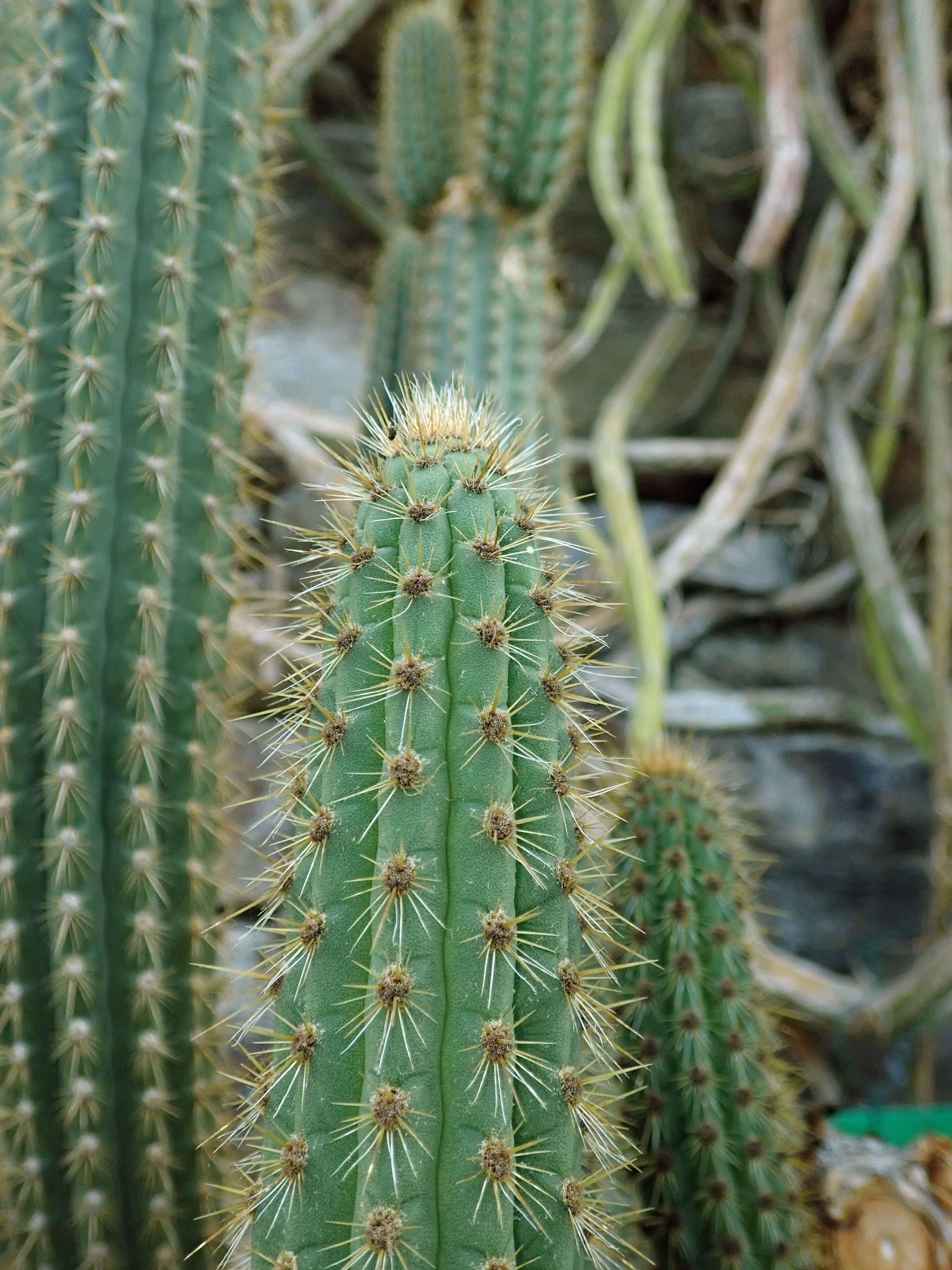 Weberbauerocereus weberbaueri (K. Schum.) Backeb.的圖片