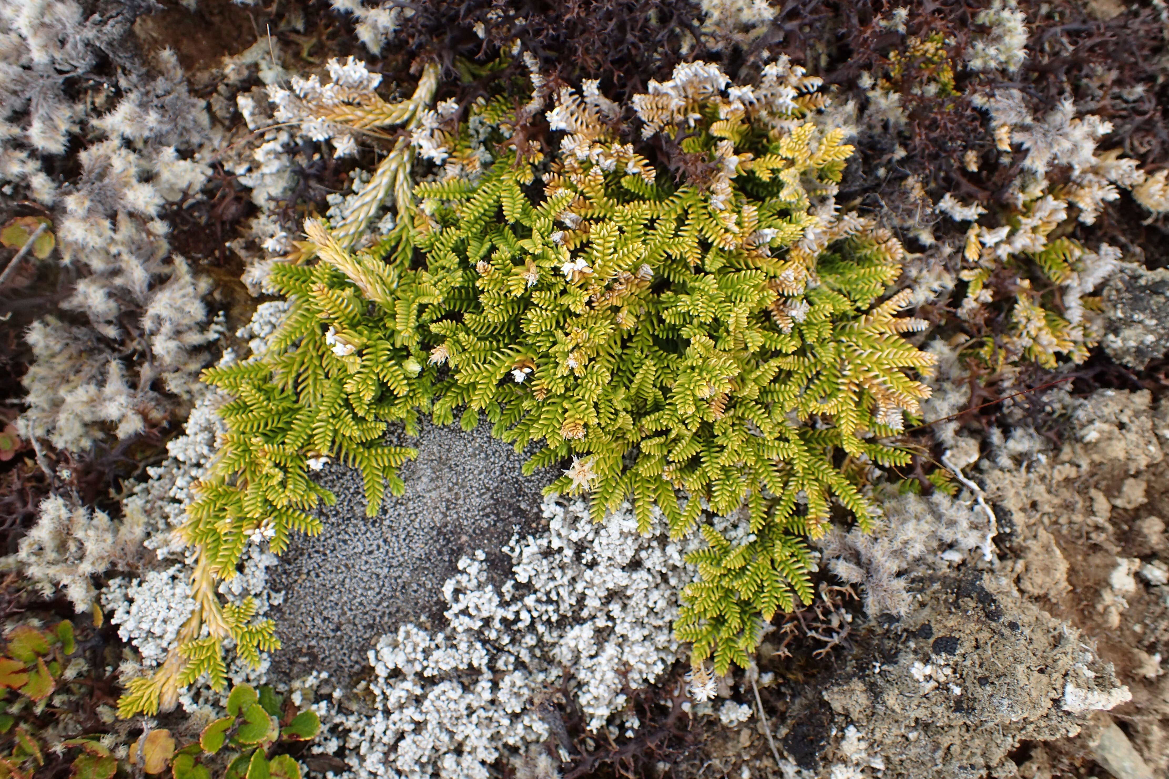 Imagem de Diphasium scariosum (G. Forst.) Rothm.