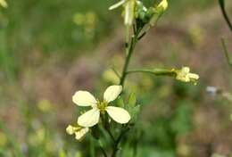 Image of wild radish