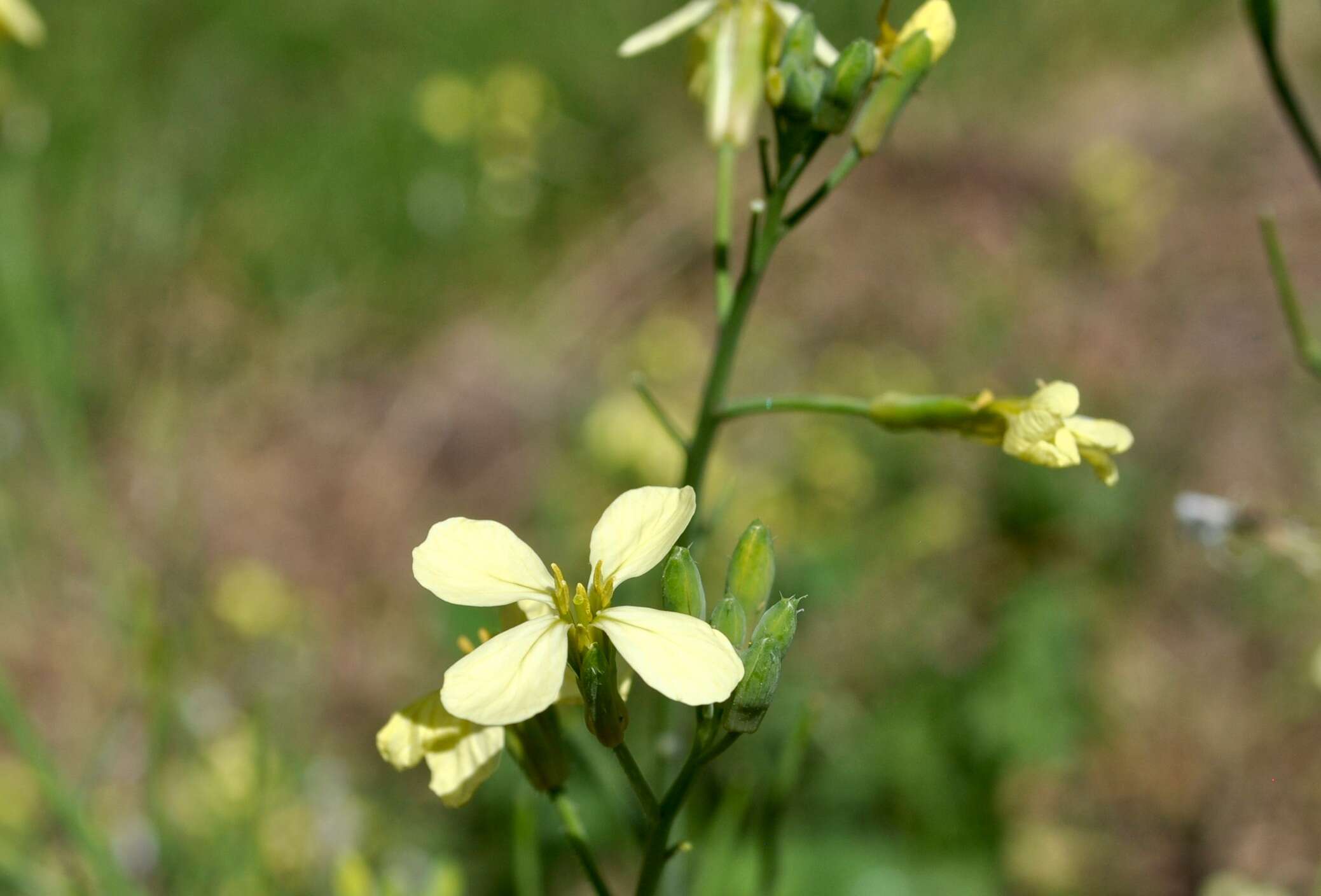 Image of wild radish