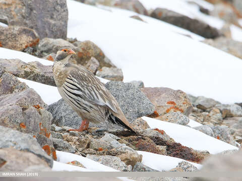 Image of Tibetan Snowcock