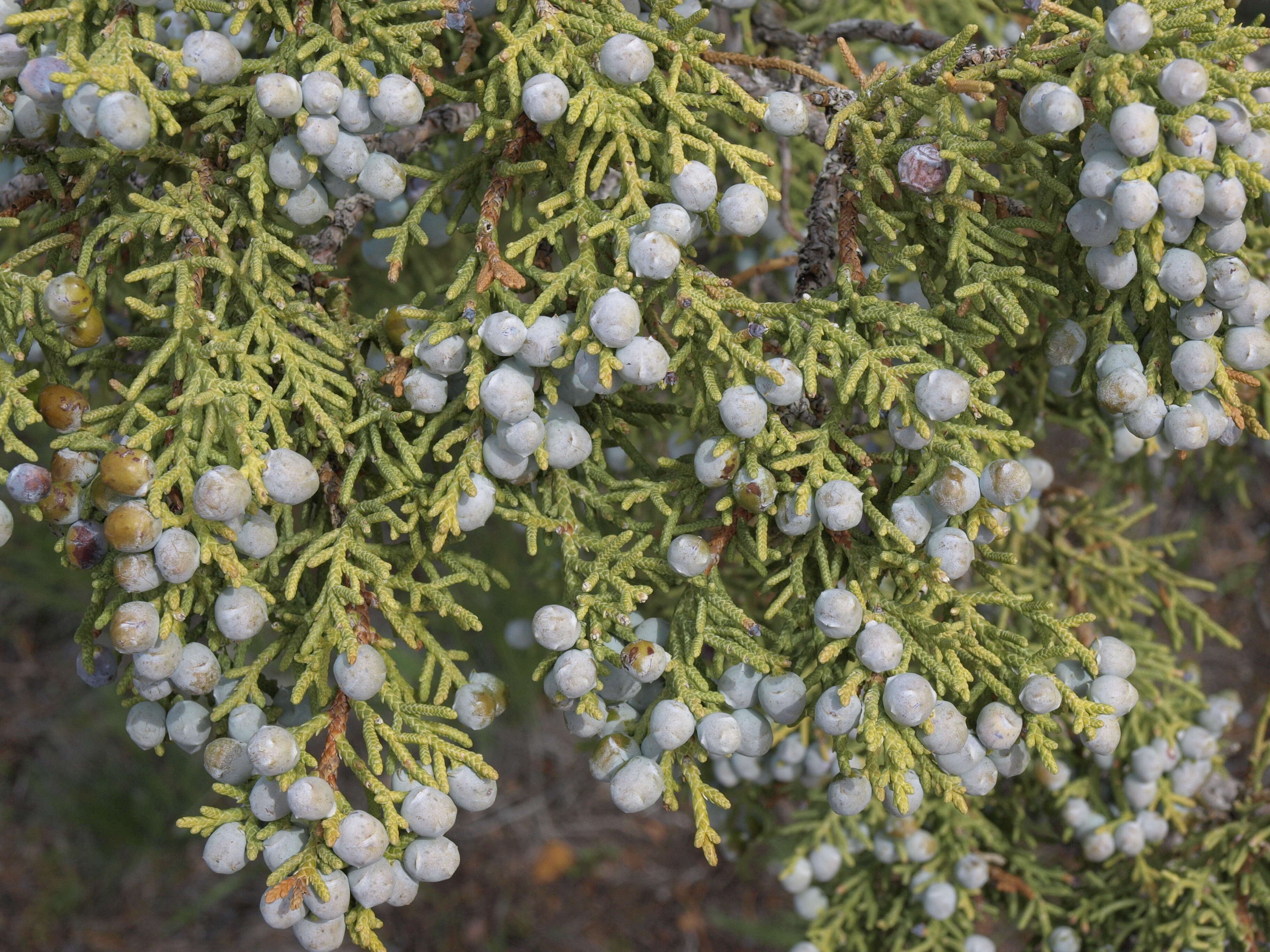 Image of Bigberry Juniper