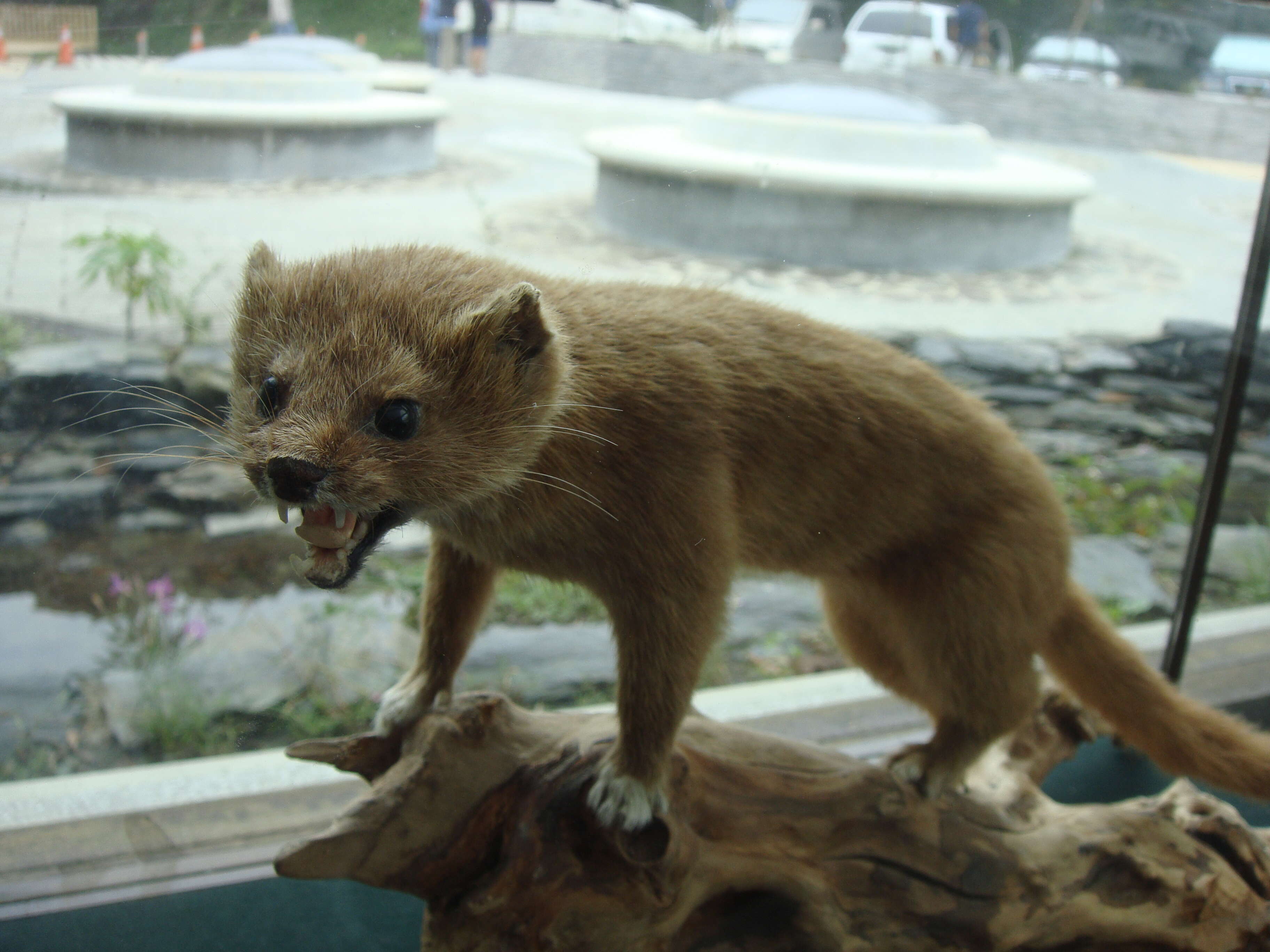 Image of Siberian Weasel