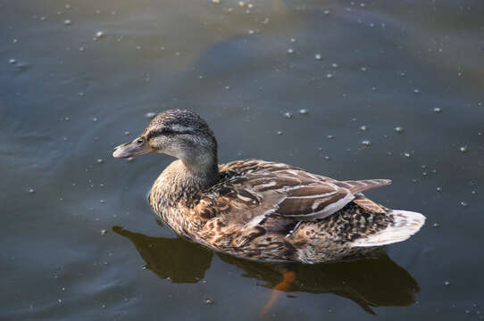 Image of Common Mallard