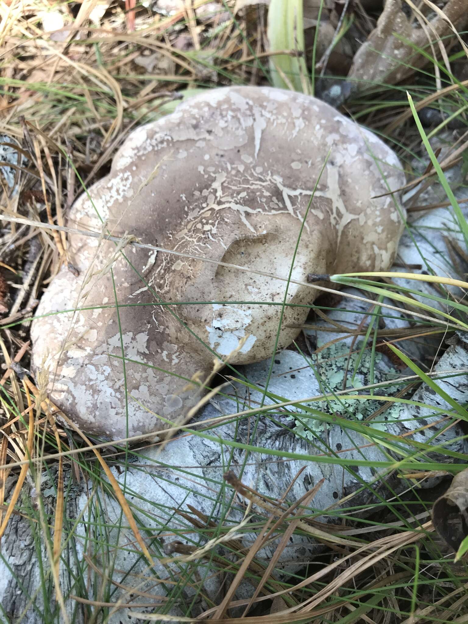 Image of birch polypore