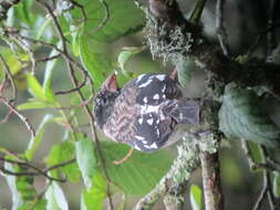 Image of Rose-breasted Grosbeak