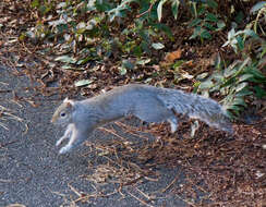 Image of Sciurus subgen. Sciurus Linnaeus 1758