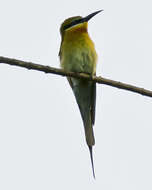 Image of Blue-tailed Bee-eater