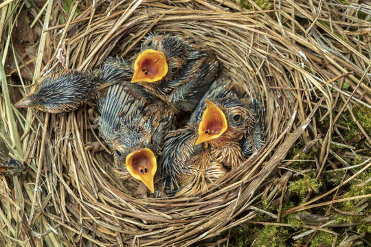 Image of Aquatic Warbler