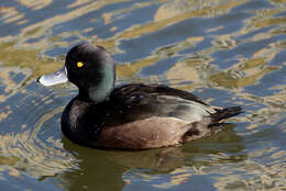 Image of New Zealand Scaup