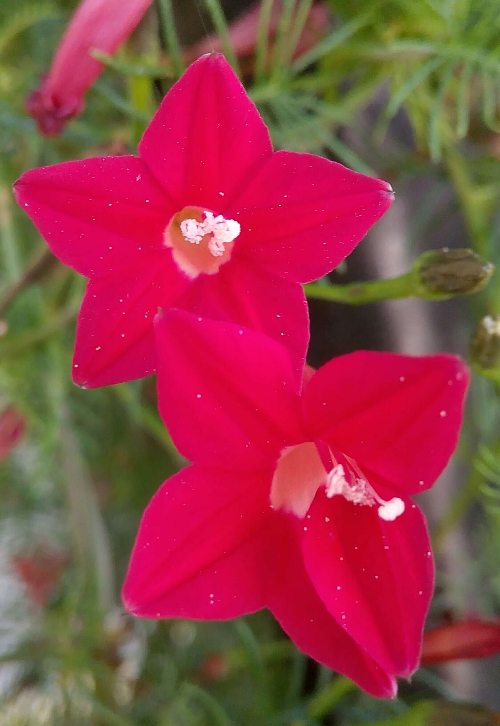 Image of Cypress Vine