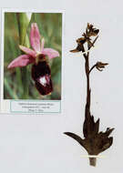 Image of Ophrys flavicans Vis.