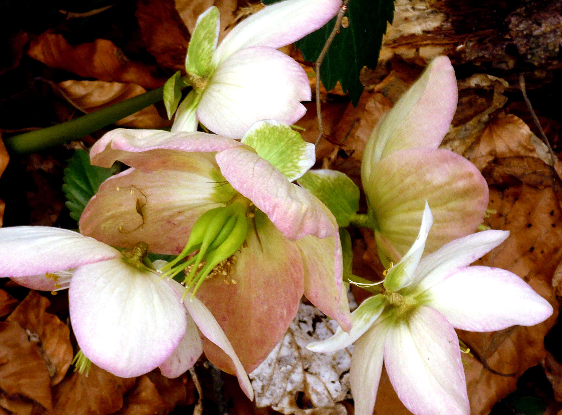 Image of black hellebore