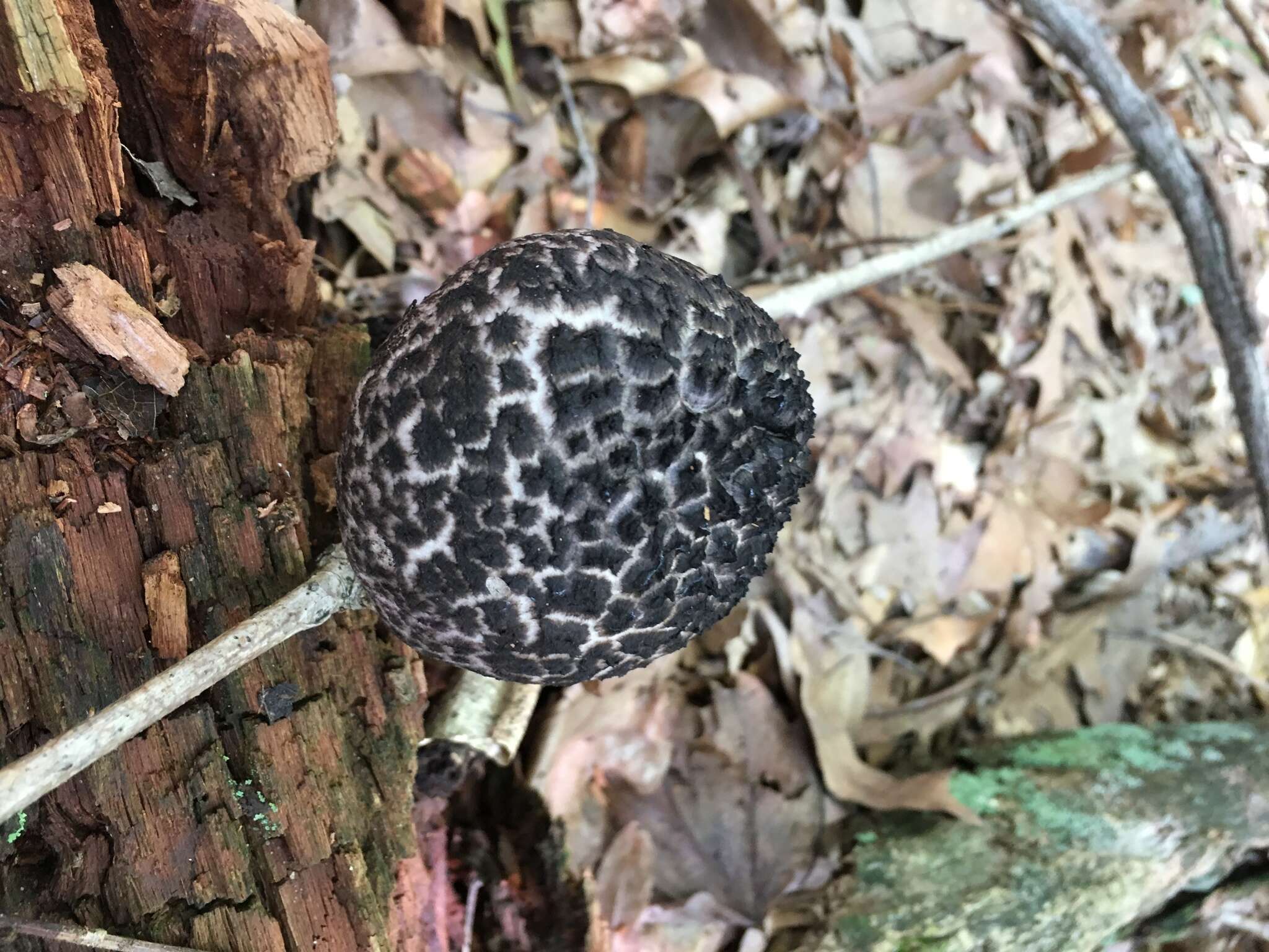 Слика од Strobilomyces strobilaceus (Scop.) Berk. 1851