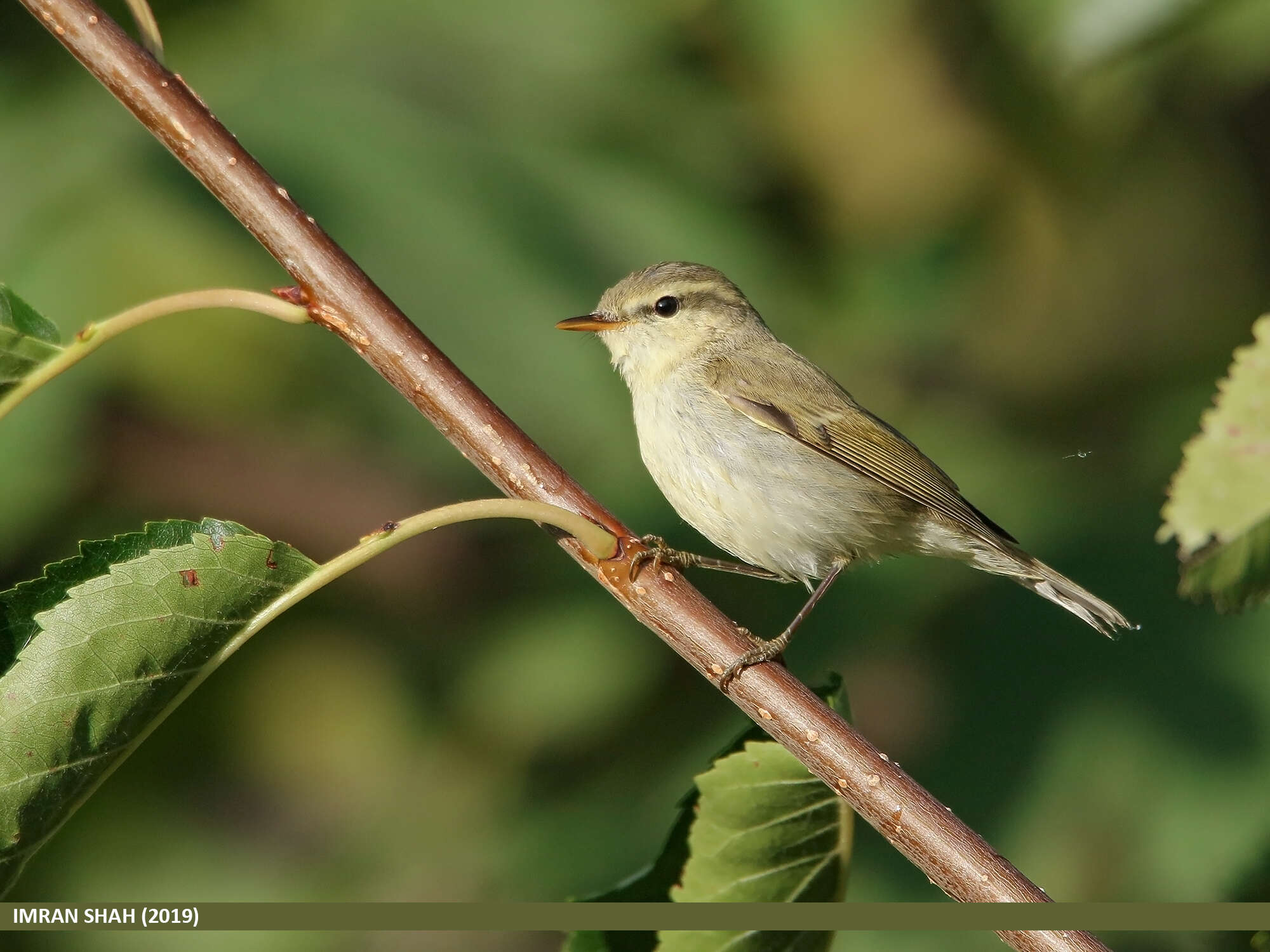 Image of Greenish Warbler