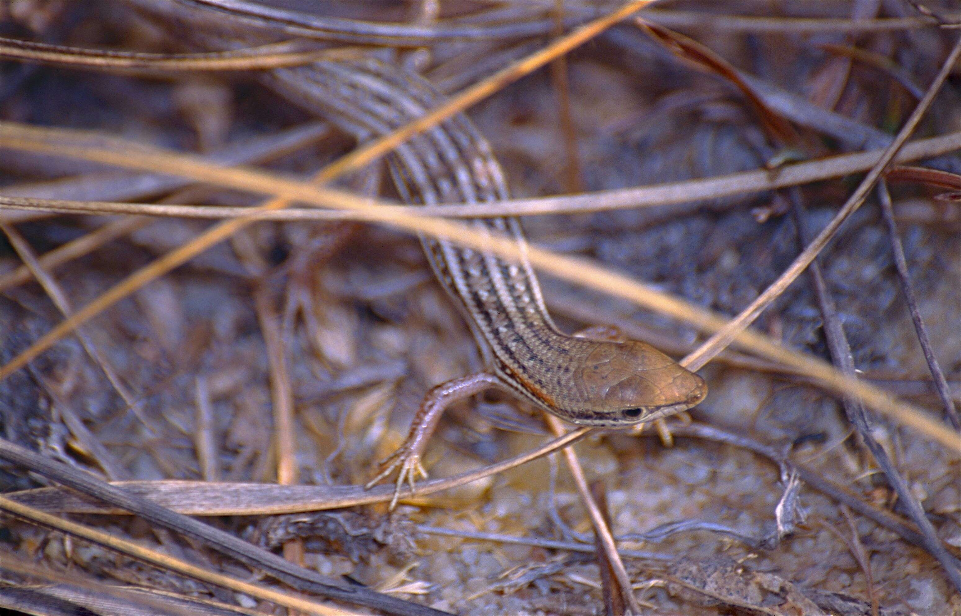 Image de Trachylepis elegans Peters 1854