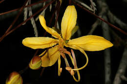 صورة Cassia abbreviata Oliv.