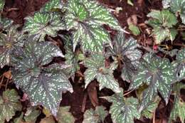 Image of Begonia rex Putz.