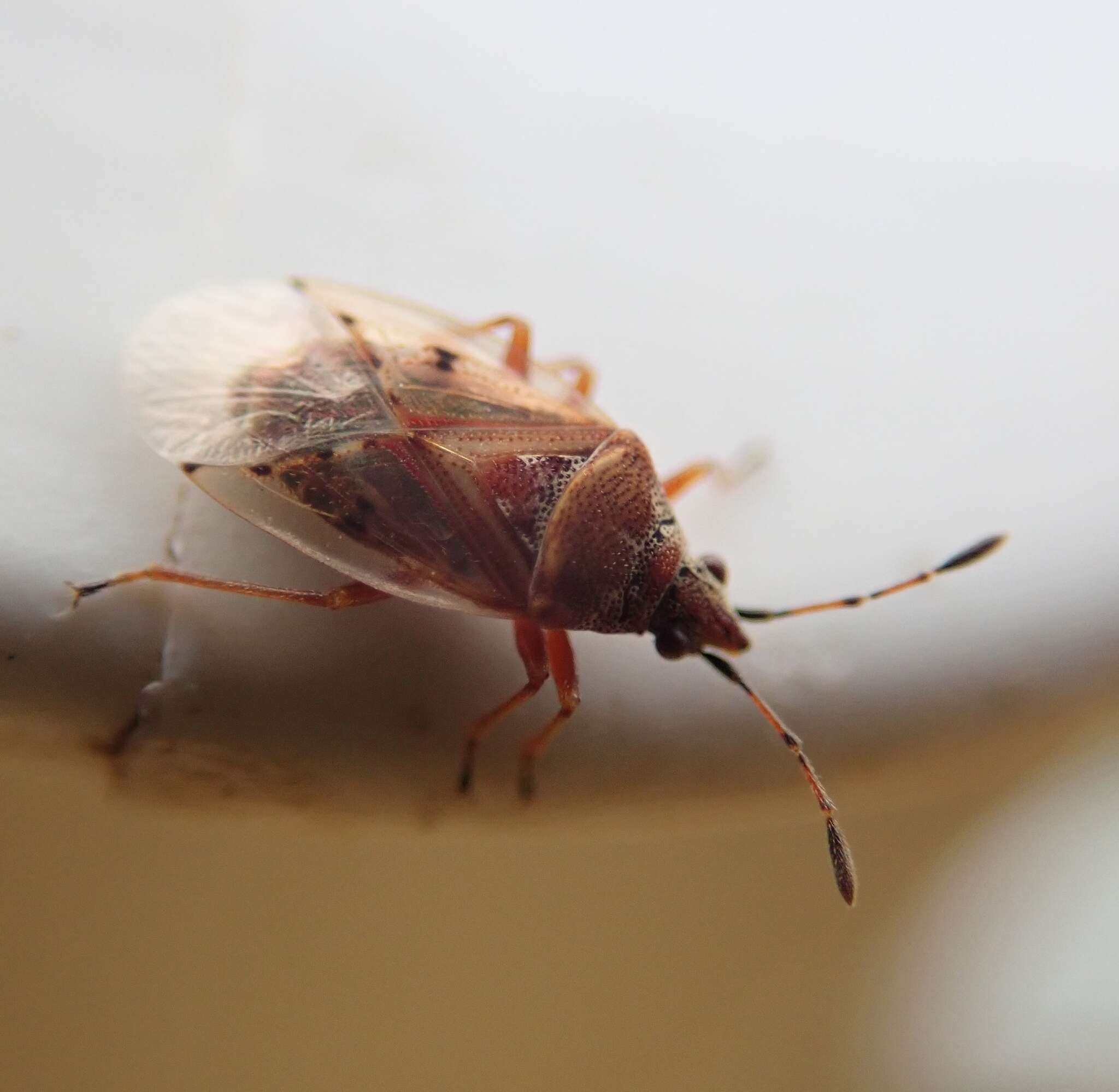 Image of Birch Catkin Bug