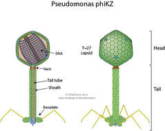 Image of Caudovirales