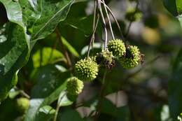 Image of common buttonbush